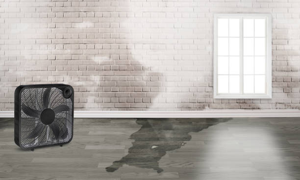 Best Sewage cleanup and water damage restoration  in Central, LA